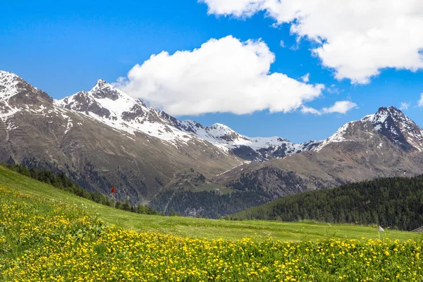 Campo de dientes de león de primavera —  Fotos de Stock