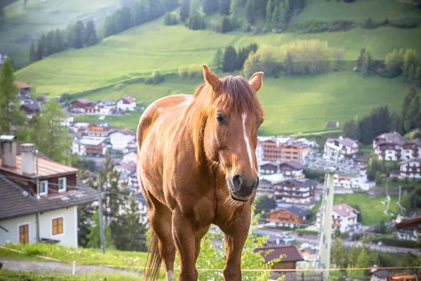 Barna ló a réten — Stock Fotó