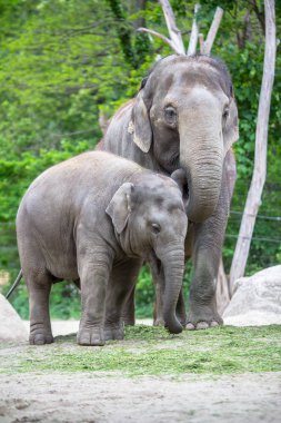 Fil aile bir Hayvanat Bahçesi, Berlin, Almanya