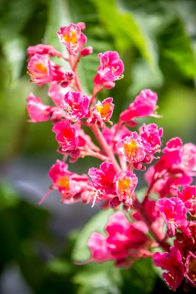 Fiori di castagno rosso — Foto Stock