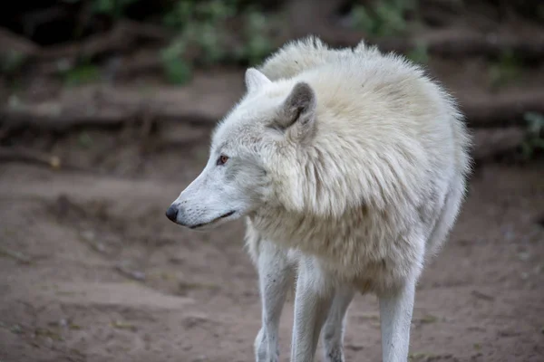 Weißer polarwolf im zoo berlin — Stockfoto