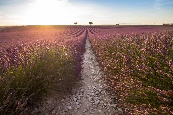Big lavender field on sunset — Stock Photo, Image