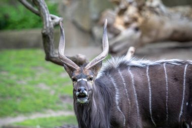 Yetişkin erkeği olarak Nyala bir Hayvanat Bahçesi, Berlin