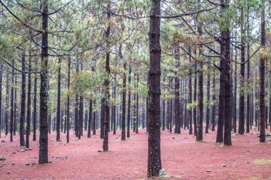 sonbahar ağaç ve yaprak