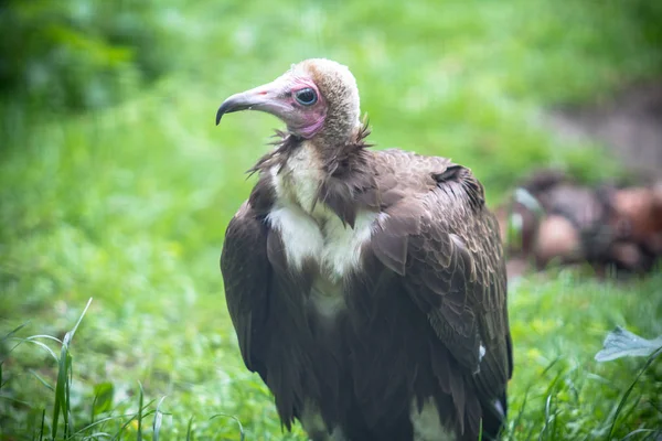 Hooded vulture in a Zoo, Berlin — Stock Photo, Image