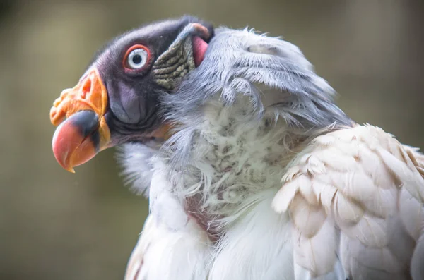 King vulture in a Zoo, Berlin — Stock Photo, Image