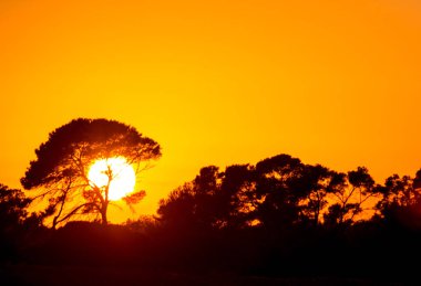 Büyük Afrika ağacı siluet