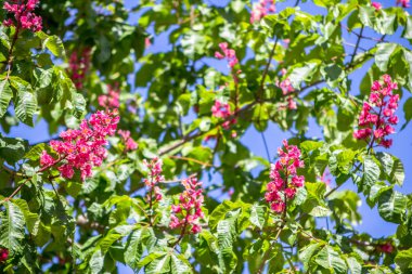 Kestane rengi kırmızı çiçekler