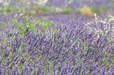Lavanta yakın çekim