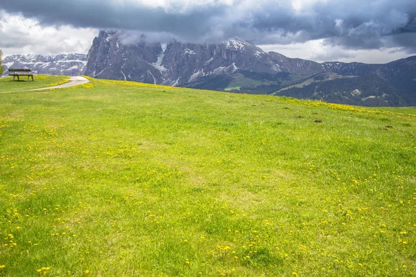 Campo de dentes-de-leão em flor nos Alpes — Fotografia de Stock