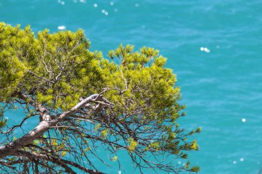 Uçurumdaki çam ağaçları