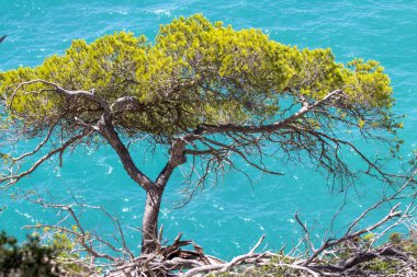 Uçurumdaki çam ağaçları