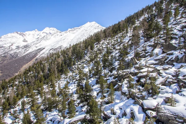 Pins dans les montagnes d'hiver de la Suisse — Photo