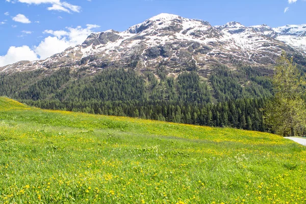 Field of spring dandelions — Stock Photo, Image