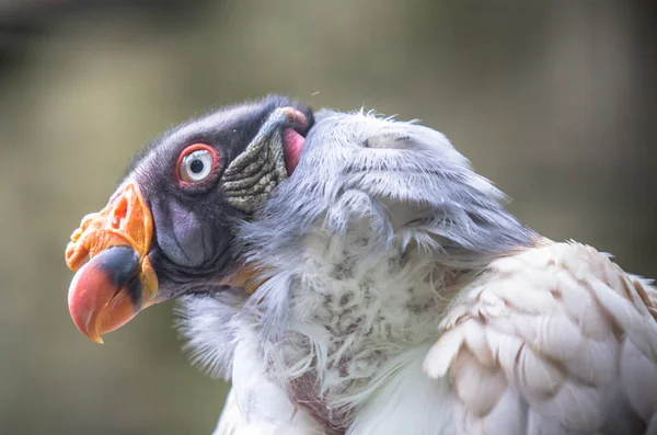 King vulture in a Zoo, Berlin — Stock Photo, Image