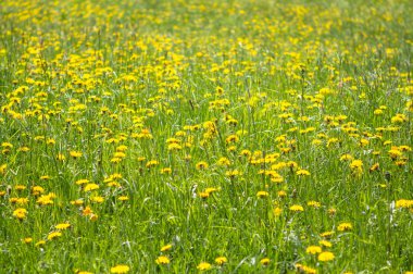Bahar dandelions alan