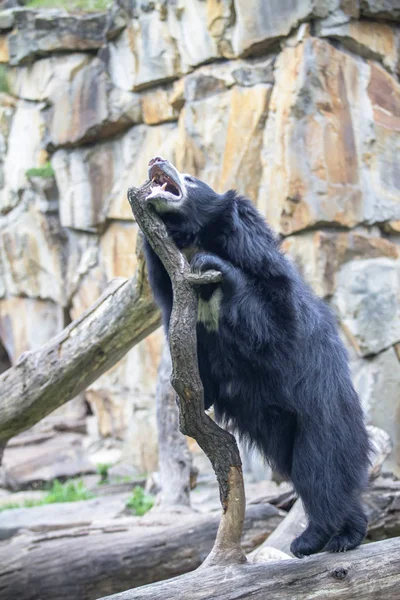 Beruang asia Sloth di Kebun Binatang, Berlin — Stok Foto