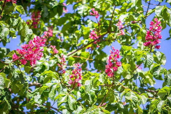 Kwiaty czerwone kasztan — Zdjęcie stockowe