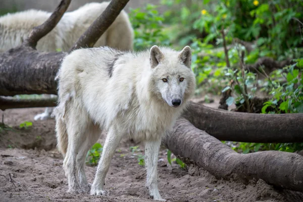 Weißer polarwolf im zoo berlin — Stockfoto