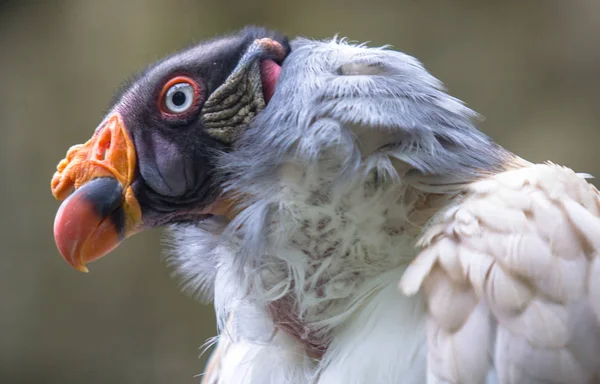 King vulture in a Zoo, Berlin — Stock Photo, Image