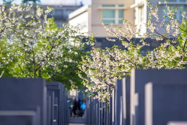 Flor de árbol en el monumento a los judíos asesinados de Europa en Berlín —  Fotos de Stock