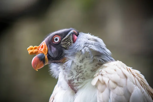 King vulture in a Zoo, Berlin — Stock Photo, Image