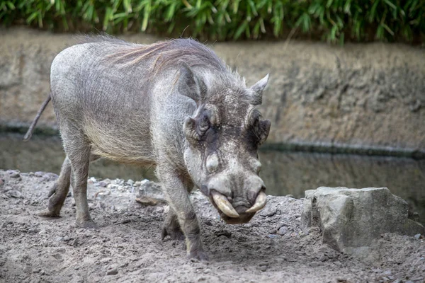 Jabalí salvaje en un zoológico de Berlín —  Fotos de Stock
