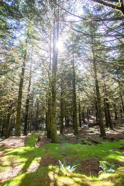 Старый туманный лес с солнечными лучами — стоковое фото