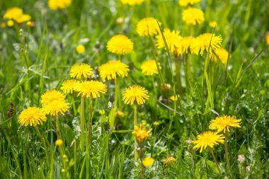 Bahar dandelions alan