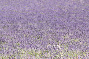 Büyük lavanta alan