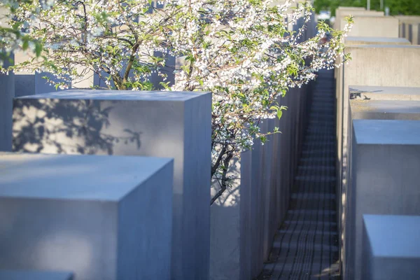 L'arbre fleurit sur le Mémorial des Juifs assassinés d'Europe à Berlin — Photo