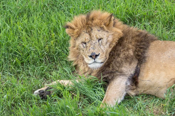 Old male lion in the grass — Stock Photo, Image