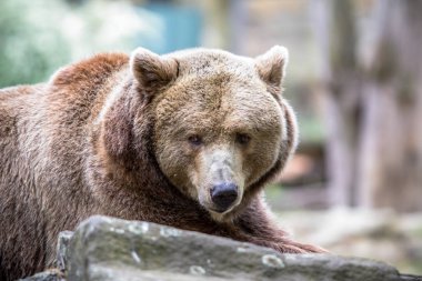 Kuzey Amerika boz ayısı, bir Hayvanat Bahçesi, Berlin, Almanya
