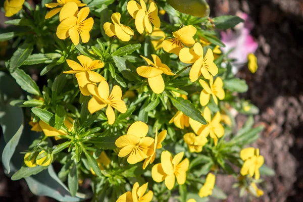 Kleine gelbe Blüten, Nahaufnahme — Stockfoto