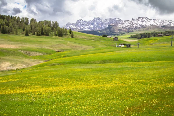阿尔卑斯山盛开的蒲公英田野 — 图库照片