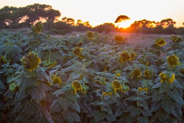 güzel ayçiçeği alan