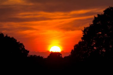 Eski meşe ve güzel günbatımı