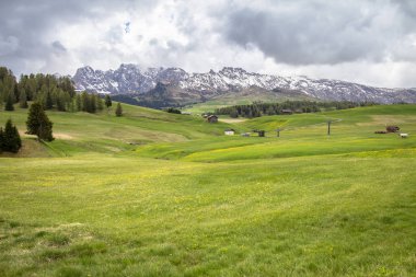 Çiçek açan dandelions alan Alpleri'nde