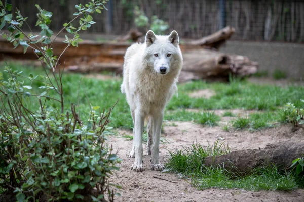 Weißer polarwolf im zoo berlin — Stockfoto