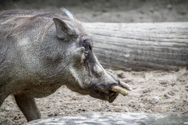 Jabalí salvaje en un zoológico de Berlín —  Fotos de Stock