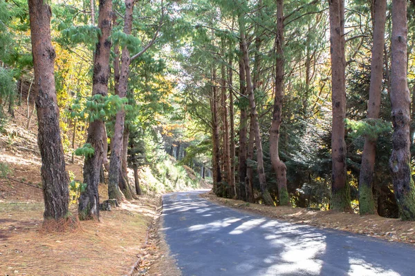 Route d'automne en forêt — Photo