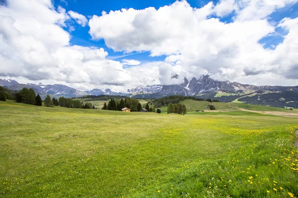 Campo de dientes de león en flor en los Alpes —  Fotos de Stock