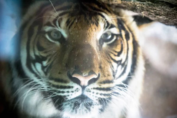 Sibirischer Tiger im Berliner Zoo aus nächster Nähe — Stockfoto