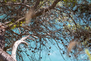 Uçurumdaki çam ağaçları