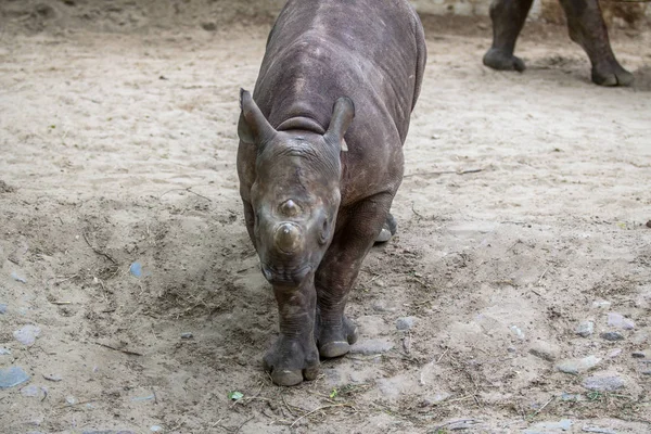 Rhino bebé indio en un zoológico, Berlín —  Fotos de Stock