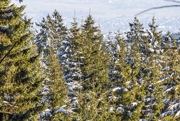 Bosque de invierno en la nieve — Foto de Stock