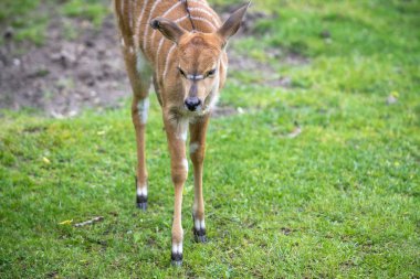Bebek Nyala bir Hayvanat Bahçesi, Berlin