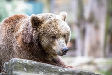 Kuzey Amerika boz ayısı, bir Hayvanat Bahçesi, Berlin, Almanya