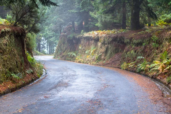 Camino de otoño en el bosque — Foto de Stock