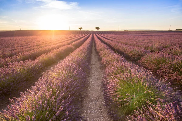 Gran campo de lavanda al atardecer —  Fotos de Stock